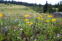 Wild Flowers